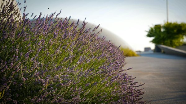 Peut-on louer un bien immobilier de luxe à court terme ?